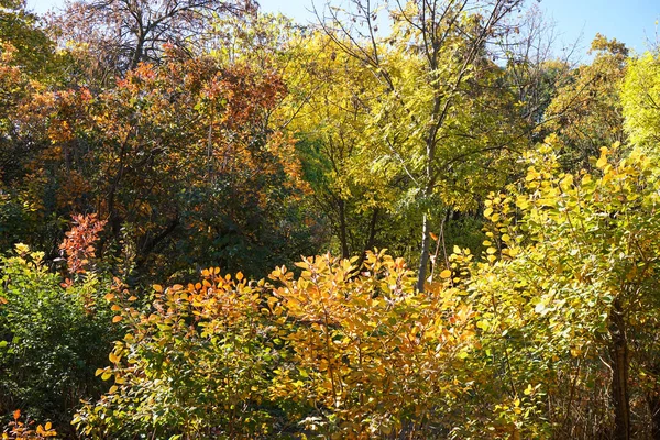 Várias Árvores Parque Outono Dia Ensolarado — Fotografia de Stock