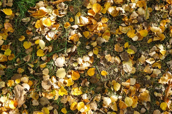 Sárga Őszi Levelek Füvön Őszi Parkban Felülnézet — Stock Fotó