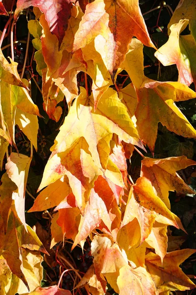 Leuchtend Rote Blätter Von Jungtrauben Leuchtende Herbstfarben Nahaufnahme Parthenokissus — Stockfoto