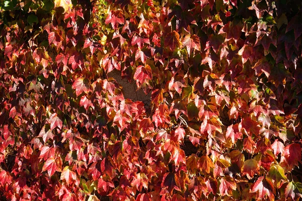 Leuchtend Rote Blätter Von Jungtrauben Aus Nächster Nähe Leuchtende Herbstfarben — Stockfoto