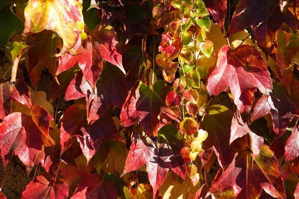 Bright Red Leaves Maiden Grapes Close Bright Colors Autumn Parthenocissus — Stock Photo, Image