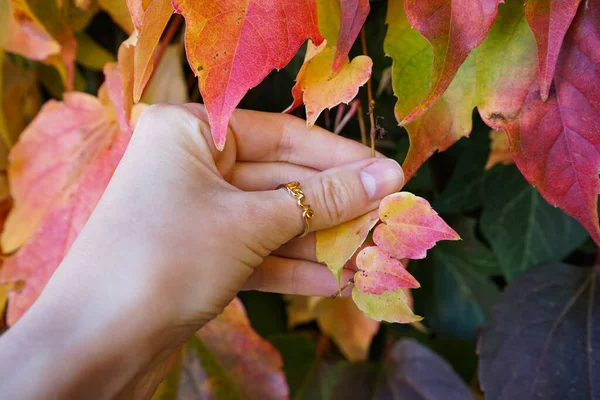 Jesienny Nastrój Dłoń Młodej Dziewczyny Trzymającej Jesienne Liście — Zdjęcie stockowe