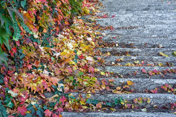 Fényes Vörös Levelek Leány Szőlő Lépcső Kőlépcsővel Őszi Parkban — Stock Fotó