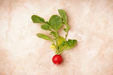 Bej arka planda yeşil yapraklı bir taze kırmızı turp. Üst Manzara. Taze toplanmış bahar kırmızı turpu..