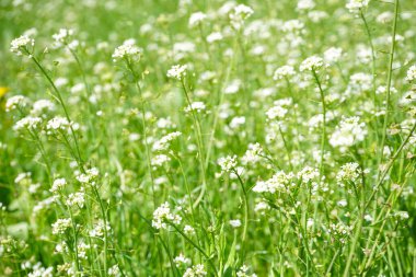 Güneş ışığında vahşi bahar çiçekleri, yakın plan..