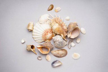 Gri arka planda bir sürü güzel deniz kabuğu vardı.