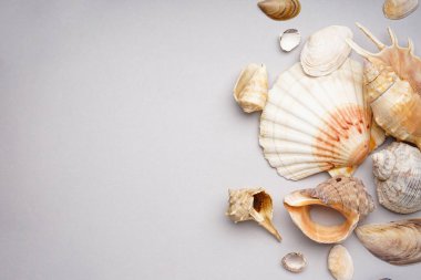 Gri arka planda bir sürü deniz kabuğu, metin için boşluk. Düz yatıyordu.
