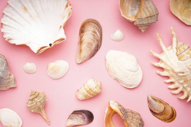 Pembe zemin üzerinde birçok güzel deniz kabukları, düz yatıyordu metin için boşluk..