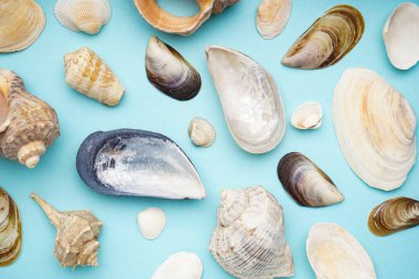 Mavi arka planda bir sürü deniz kabuğu, düz bir zemin. Yakın plan..