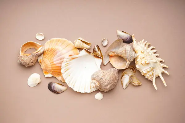 Много Красивых Морских Раковин Бежевом Фоне Плоский Лежал — стоковое фото