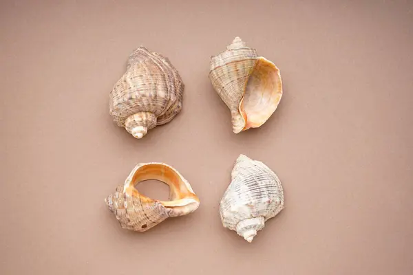 Many Beautiful Sea Shells Beige Background Top View — Stock Photo, Image