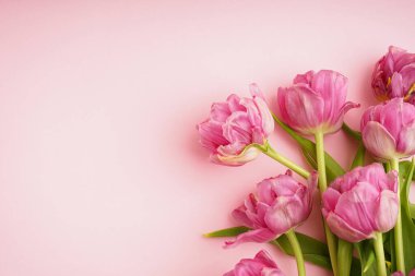 Pastel pembe arka planda taze pembe şakayıklı laleler. Anneler Günü ya da Sevgililer Günü için şölen konsepti. Tebrik kartı, üst görünüm, pankart biçimi.