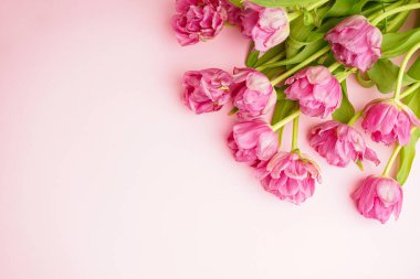Pastel pembe arka planda taze pembe şakayıklı laleler. Anneler Günü ya da Sevgililer Günü için şölen konsepti. Tebrik kartı, üst görünüm, pankart biçimi.