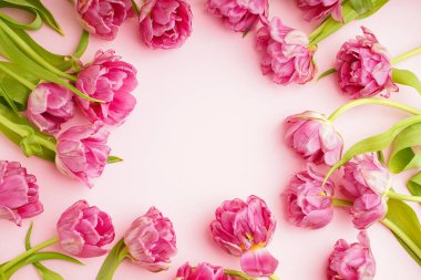 Pastel pembe arka planda taze pembe şakayıklı laleler. Anneler Günü ya da Sevgililer Günü için şölen konsepti. Tebrik kartı, üst görünüm, pankart biçimi.