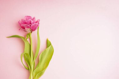 Pastel pembe arka planda taze pembe şakayık lalesi ve mesaj için yeri var. Anneler Günü ya da Sevgililer Günü için şölen konsepti. Tebrik kartı, üst görünüm, pankart biçimi.