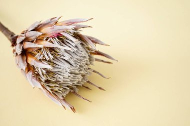 Sarı arkaplanda güzel protea çiçeği ve metin için yer var. Yakın plan..