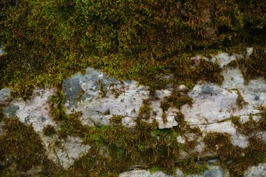 Yeşil ve kahverengi yosunlarla kaplı doğal çatlak taş yüzeyi. Ayrıntılı doğa arka planı, vahşi bir çevrenin dokusu.