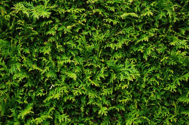 Zengin yeşilliğe sahip yoğun yeşil thuja çiti, tasarım projelerinde doğal bir arkaplan veya doku olarak kullanılmak için ideal.