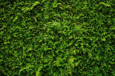 Kalın ve canlı yeşil bir çit oluşturan kozalaklı thuja yapraklarının yakın çekimi, çevre temalı arka plan ve dokular için mükemmel..