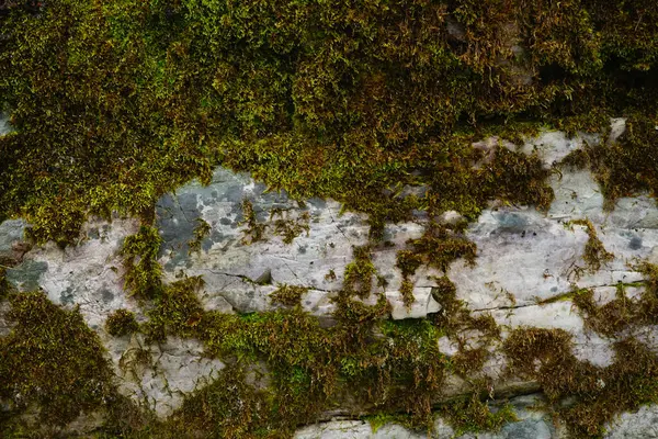 Yeşil ve kahverengi yosunlarla kaplı doğal çatlak taş yüzeyi. Ayrıntılı doğa arka planı, vahşi bir çevrenin dokusu.