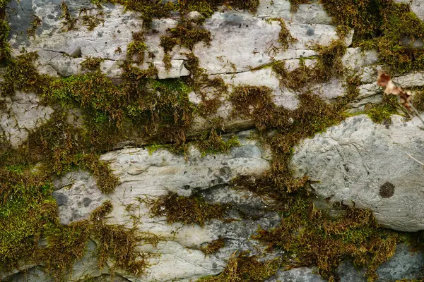 Eski bir kayanın yüzeyinde büyüyen yosunların yakın çekimi. Doğal doku, vahşi yaşam, tasarım veya ekoloji için arka plan.