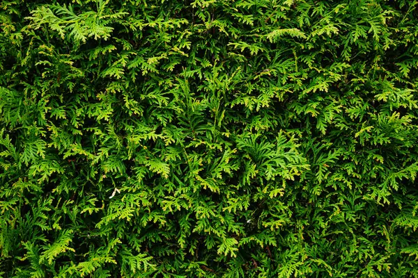 Zengin yeşilliğe sahip yoğun yeşil thuja çiti, tasarım projelerinde doğal bir arkaplan veya doku olarak kullanılmak için ideal.