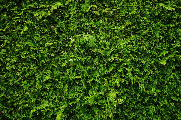 Kalın ve canlı yeşil bir çit oluşturan kozalaklı thuja yapraklarının yakın çekimi, çevre temalı arka plan ve dokular için mükemmel..