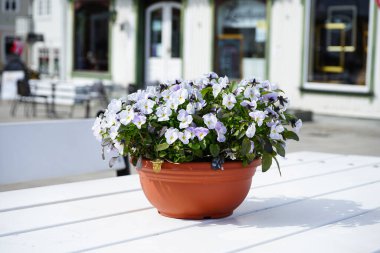 Çiçek açan bir terasotta saksısı, açık bir kafede beyaz boyalı ahşap bir masaya yerleştirilmiş menekşe menekşeleri..