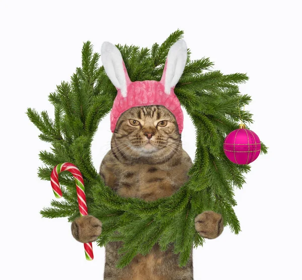 Μια Μπεζ Γάτα Στα Αυτιά Κουνελιού Κρατά Στεφάνι Των Χριστουγέννων — Φωτογραφία Αρχείου