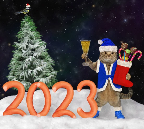Gato Bege Papai Noel Com Vinho Bota Natal Fica Perto Imagens Royalty-Free