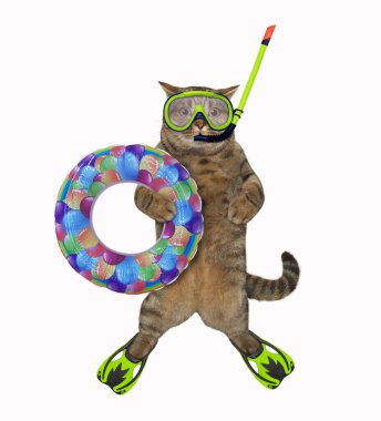 Maskeli bej bir kedi, şnorkel ve yüzgeçli bir yüzük tutuyor. Beyaz arka plan. İzole edilmiş.