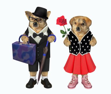 A cuople of dogs in love are walking together. White background. Isolated.