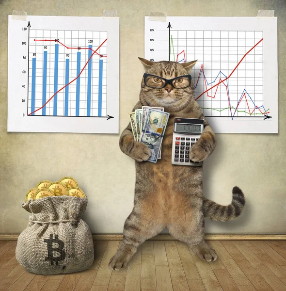 Béžová Kočka Kalkulačkou Fanouškem Dolarů Ukazuje Jak Vydělat Peníze Finančních — Stock fotografie