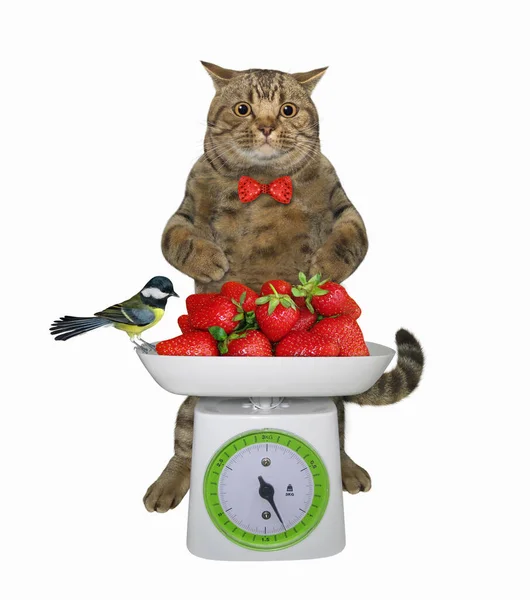 Eine Beige Katze Misst Ein Gewicht Von Erdbeere Auf Einer — Stockfoto