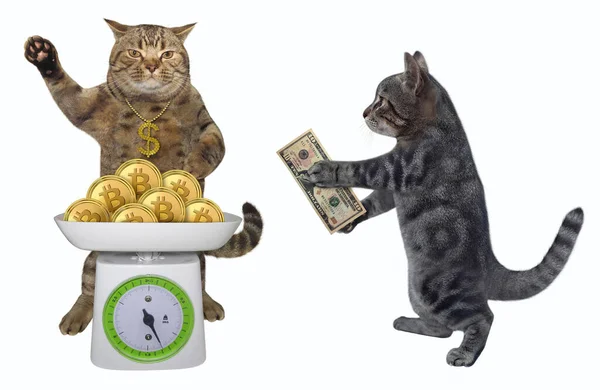 Šedá Kočka Kupuje Zlaté Bitcoinové Mince Bílé Pozadí Izolované — Stock fotografie