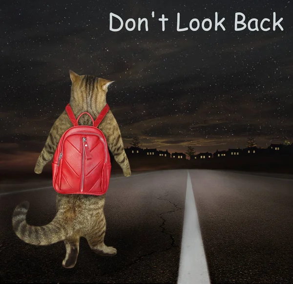 A beige cat with a backpack walks down a road to a city at night. Don\'t look back.