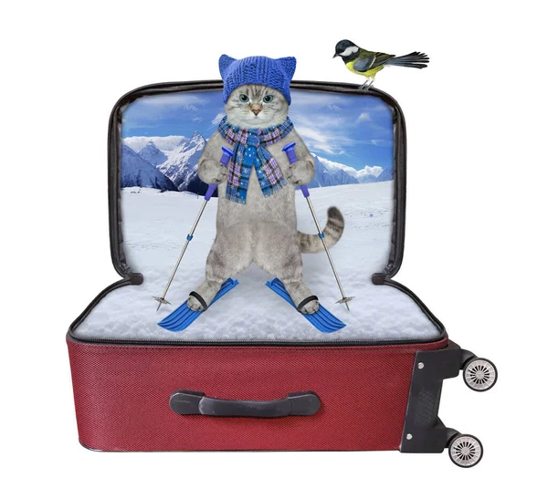 Gato Ashen Vestido Com Chapéu Malha Está Esquiando Dentro Uma — Fotografia de Stock