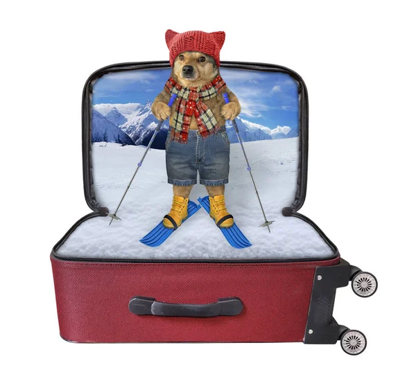 Cão Bege Vestido Com Chapéu Malha Está Esquiando Dentro Uma — Fotografia de Stock
