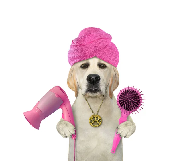 Perro Labrador Con Una Toalla Rosa Alrededor Cabeza Sostiene Secador Imágenes De Stock Sin Royalties Gratis