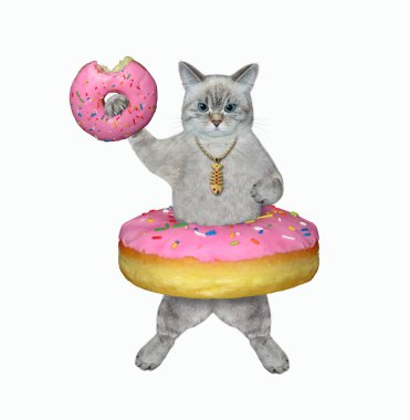 Belinde pembe bir donut olan küllü bir kedi. Beyaz arka plan. İzole edilmiş.