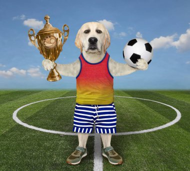 Futbol sahasında altın kupalı bir köpek labradoru var..