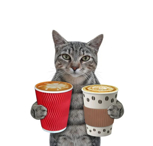 Szary Kot Trzyma Dwie Filiżanki Kawy Białe Tło Izolacja — Zdjęcie stockowe
