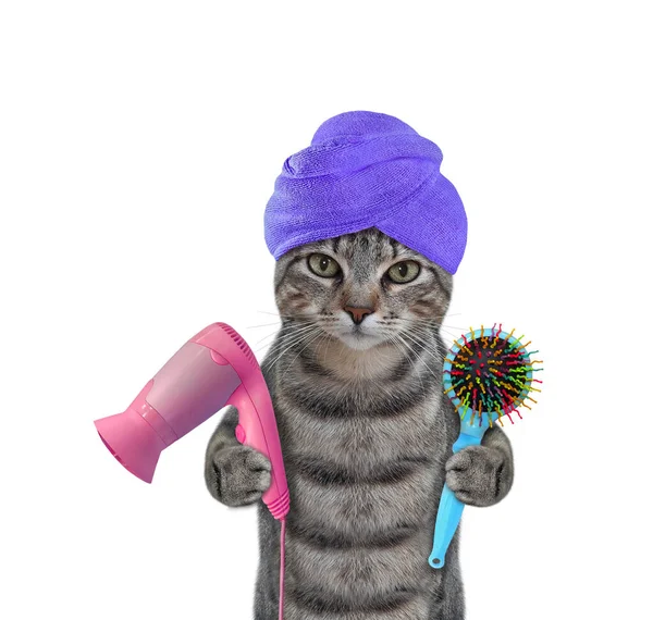 Gray Cat Blue Towel His Head Holds Hair Dryer Comb — Stock Photo, Image