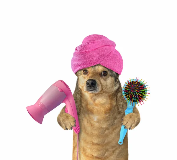 Perro Beige Con Una Toalla Rosa Alrededor Cabeza Sostiene Secador —  Fotos de Stock