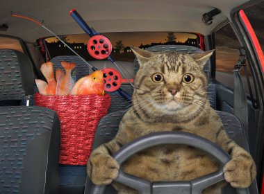 Arabada bir sepet balıkla bej bir kedi gece balıktan dönüyor..