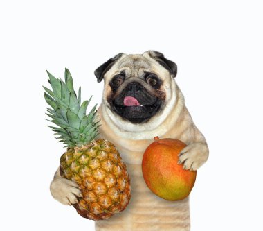 Bir köpek pug bir mango ve ananas tutuyor. Beyaz arka plan. İzole edilmiş.