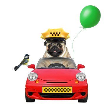 Köpek pug kırmızı bir araba süren taksi şoförüdür. Beyaz arka plan. İzole edilmiş.