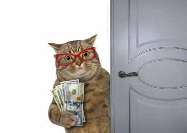 Gözlüklü bej bir kedi ve kapının yanında dolar yelpazesi var. Beyaz arka plan. İzole edilmiş.