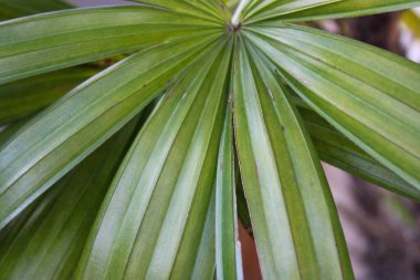 yeşil yaprak dokusu, arkaplan