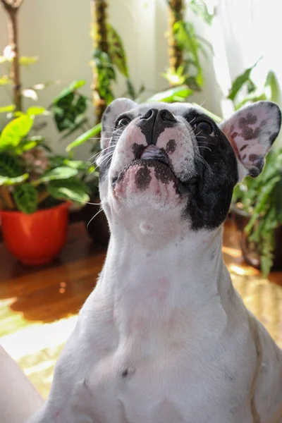 Ein Hund Garten — Stockfoto